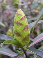 Barleria lupulina (3) (Photo F. Mrugala)